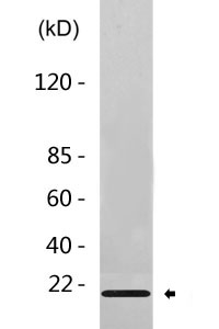 Histone H3 (di methyl K4) Antibody