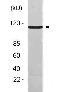 Sodium Potassium ATPase  Antibody