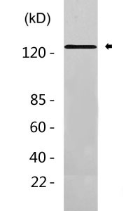 Vinculin Antibody