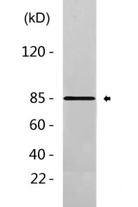 Hsp90 alpha Antibody