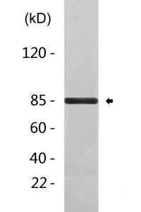 Hsp90 alpha Antibody