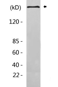 Talin 2 Antibody