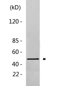 BMP4 Antibody