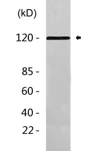 CD34 Antibody