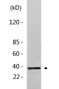 MCL1 Antibody