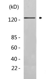 MCM2 Antibody