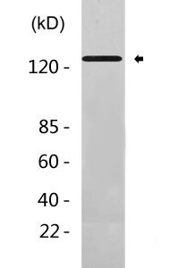 CD11c Antibody