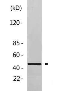 Pax2 Antibody