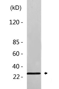 BDNF Antibody  