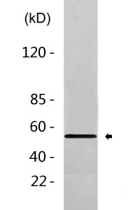 PTEN Antibody   