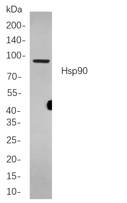 Hsp90 Rabbit mab