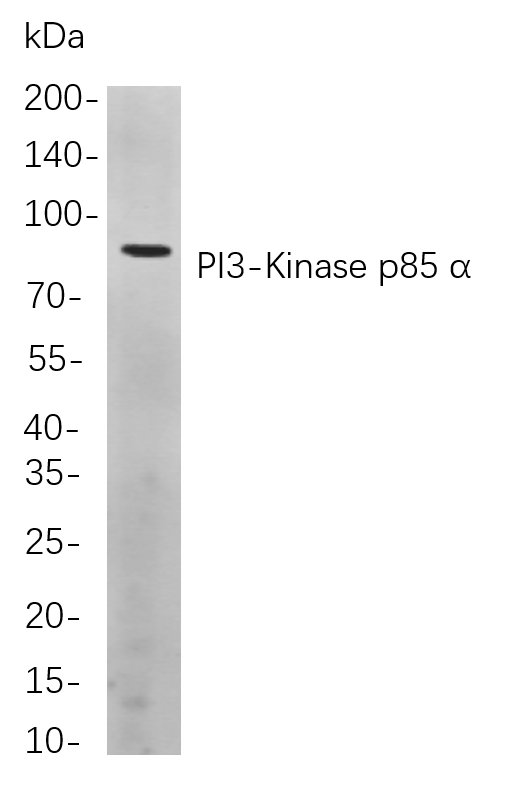 PI3-Kinase p85 α Rabbit mab