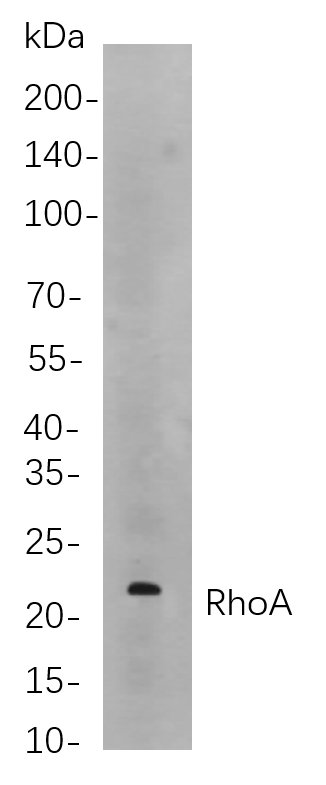RhoA Rabbit mab
